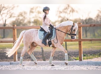 Galés-D, Caballo castrado, 9 años, 145 cm, Palomino