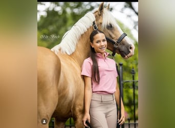 Galés-D, Caballo castrado, 9 años, 145 cm, Palomino