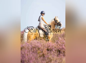 Galés-D, Caballo castrado, 9 años, 145 cm, Palomino