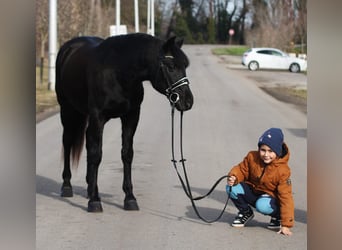 Galés-D, Caballo castrado, 9 años, 147 cm, Negro