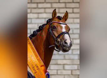 Galés-D, Caballo castrado, 9 años, 148 cm, Castaño