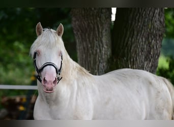 Galés-D, Semental, 13 años, 154 cm, Cremello