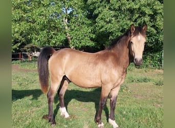 Galés-D Mestizo, Semental, 2 años, 145 cm, Buckskin/Bayo