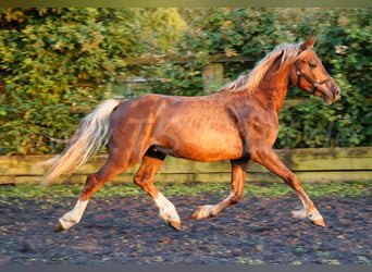 Galés-D, Semental, 2 años, 150 cm, Alazán