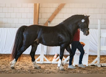 Galés-D, Semental, 3 años, 147 cm, Castaño oscuro