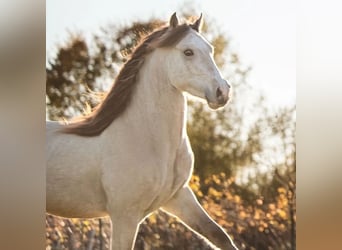 Galés-D, Semental, 3 años, 150 cm, Buckskin/Bayo