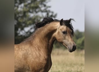 Galés-D, Semental, 4 años, 152 cm, Buckskin/Bayo