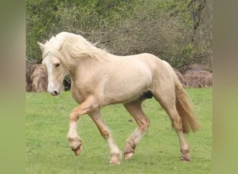 Galés-D, Semental, 4 años, 153 cm, Palomino