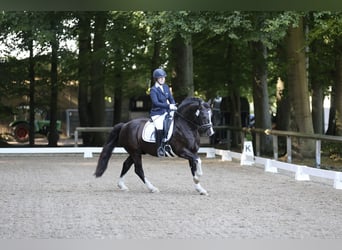 Galés-D, Semental, 8 años, 144 cm, Negro