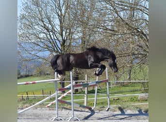 Galés-D, Semental, 8 años, 147 cm, Negro