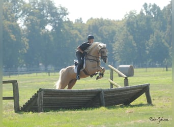 Galés-D, Semental, 8 años, 150 cm, Palomino