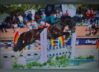 Galés-D, Semental, 9 años, 147 cm, Morcillo