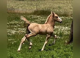 Galés-D, Semental, Potro (06/2023), 153 cm, Palomino