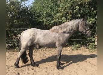 Galés-D Mestizo, Yegua, 10 años, 152 cm, Ruano azulado