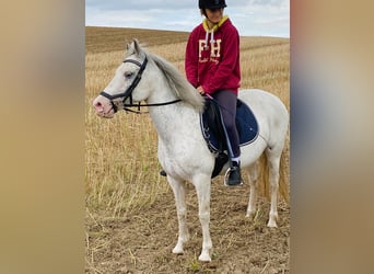 Galés-D Mestizo, Yegua, 11 años, 143 cm, Perlino