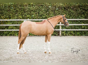 Galés-D, Yegua, 13 años, 144 cm, Alazán