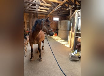 Galés-D, Yegua, 13 años, 155 cm, Castaño