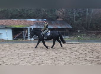Galés-D, Yegua, 16 años, 152 cm, Negro
