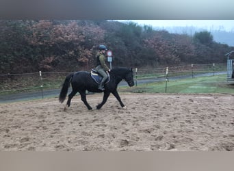 Galés-D, Yegua, 16 años, 152 cm, Negro