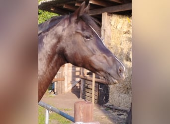 Galés-D, Yegua, 16 años, Negro