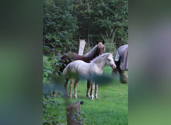 Galés-D, Yegua, 1 año, 135 cm, Palomino