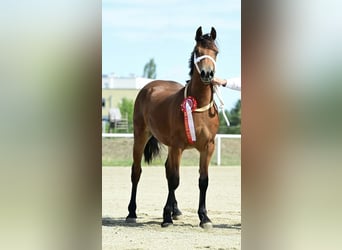 Galés-D, Yegua, 1 año, 151 cm, Castaño oscuro