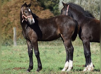 Galés-D, Yegua, 1 año, Castaño