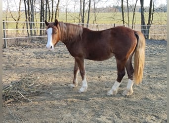 Galés-D, Yegua, 2 años, 145 cm, Alazán