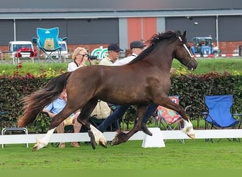 Galés-D, Yegua, 2 años, 145 cm, Morcillo