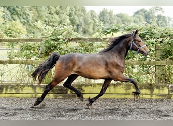 Galés-D, Yegua, 2 años, 155 cm, Castaño oscuro