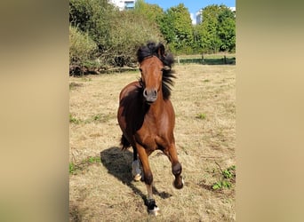 Galés-D, Yegua, 2 años, Castaño