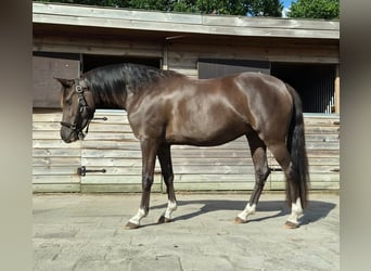 Galés-D, Yegua, 3 años, 142 cm
