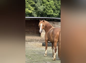 Galés-D, Yegua, 3 años, 146 cm, Alazán