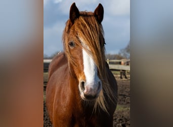 Galés-D, Yegua, 3 años, 147 cm, Alazán