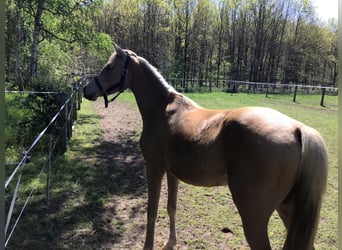 Galés-D, Yegua, 3 años, 148 cm, Palomino