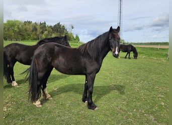 Galés-D, Yegua, 3 años, 150 cm