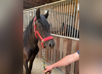 Galés-D, Yegua, 3 años, 150 cm, Negro