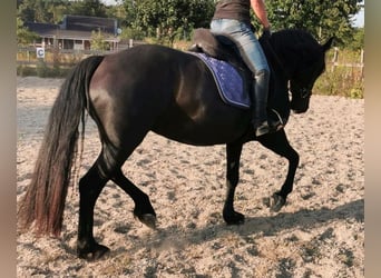 Galés-D, Yegua, 3 años, 150 cm, Negro