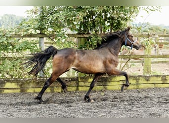 Galés-D, Yegua, 3 años, 155 cm, Castaño oscuro