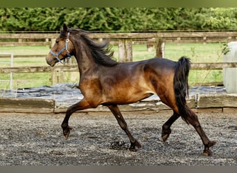 Galés-D, Yegua, 3 años, 155 cm, Castaño oscuro