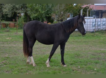 Galés-D, Yegua, 3 años, Negro