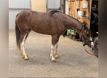 Galés-D, Yegua, 4 años, 142 cm