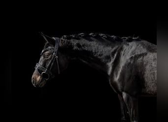 Galés-D, Yegua, 4 años, 144 cm, Castaño oscuro