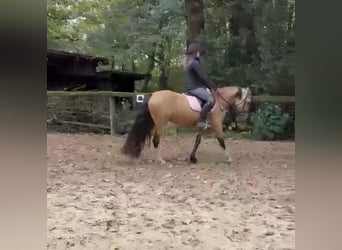 Galés-D, Yegua, 4 años, 145 cm, Buckskin/Bayo