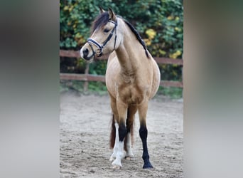 Galés-D, Yegua, 4 años, 145 cm, Buckskin/Bayo