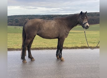 Galés-D, Yegua, 4 años, 146 cm, Buckskin/Bayo