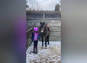 Galés-D, Yegua, 4 años, 146 cm, Buckskin/Bayo
