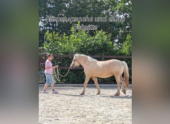 Galés-D, Yegua, 4 años, 147 cm, Palomino