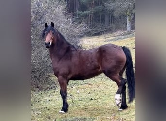 Galés-D, Yegua, 4 años, 152 cm, Musgo marrón