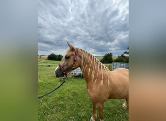 Galés-D, Yegua, 4 años, Palomino